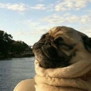 Meet your Posher, Flor